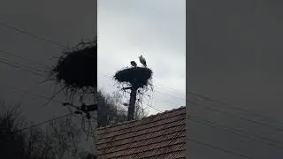 🧡Berzele la Toaca -Mureș,💞
