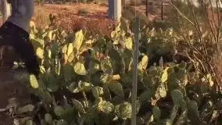 Kid jumps into cactus!!!