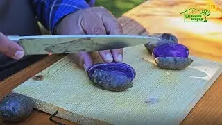 Фиолетовый картофель. Удачные сорта!