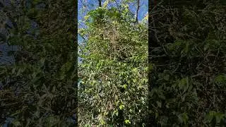 An old Typica tree in Balili , Mankayan , Benguet #shorts
