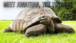 Meet Jonathan, a Seychelles giant tortoise born around 1832!