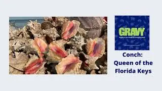 Conch: Queen of the Florida Keys