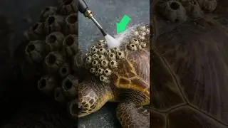 Barnacles removing from turtle by rescue team #rescue #turtle #barnacles