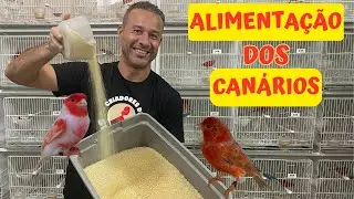 Aula 49: ALIMENTAÇÃO dos CANÁRIOS no período de REPRODUÇÃO