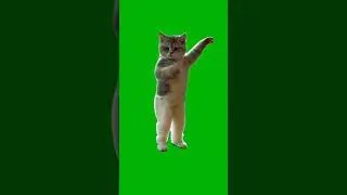 Hype Cat Dancing on Beat &ndash; Green Screen Meme Template