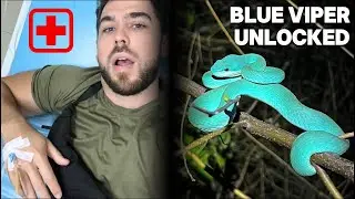 Risking it All to Find the RARE Blue Viper of Lombok Island 🇮🇩