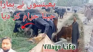 pakistani buffalo dairy farm || High Quality katta farm || pakistan punjab village life vlog