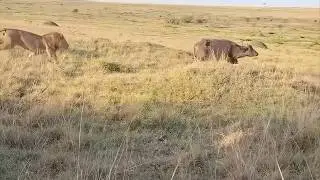 Buffalo mother did not hear this lion coming at all
