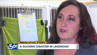 Diving ducks crash landing on bridges over Rocky River