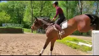 Piano50 1.25m jumper