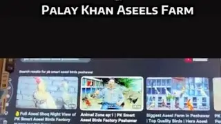 History of PK Smart Aseel Birds Factory & Our Palay Khan Aseels Farm Peshawar❤️ 0314-9000032 #aseel 
