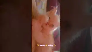#canclemondays ! #monday #cat #catvideos #mango #orangecat #kitten #cute #cutecat #trend #fypシ #fyp