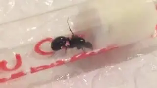 Gyne messor barbarus
