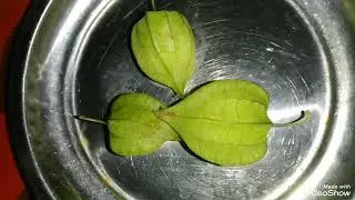 Edible And Sweet Chinese Lantern Fruits .