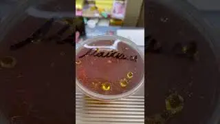 Есть любители мёда?