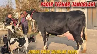 😱 MA SHA ALLOH ENG YIRIK SIGIRLAR KELDI PAQIR TESHAR FERMASI 