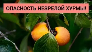 Опасность незрелой хурмы. Незрелая хурма может окаменеть в желудке!