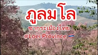 เที่ยวภูลมโล ซากุระเมืองไทย | พญาเสือโคร่งบาน สวยมาก สวยจริง | Phu Lom Lo Thailand