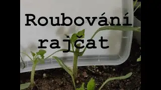 🔪 Roubování RAJČAT 🍅 Další akce pro silné rostliny a OBŘÍ úrodu! 💪