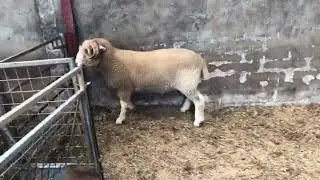 Dorset Horn Ram Lamb