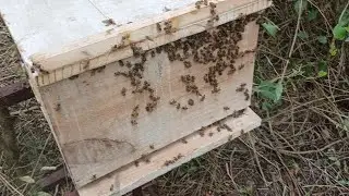 Transferência de abelha apis de caixa isca de lata de tinta pra caixa ninho pradao 
