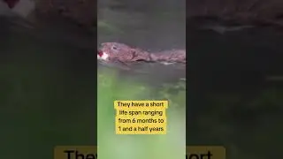 Water voles