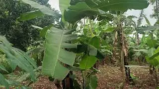 PART 3: YIGA BUSINESS Y'OKULIMA EBITOOKE NE RESTY NAGAWA (ADDAMU EBIBUUZO BYA BAGOBEREZI)