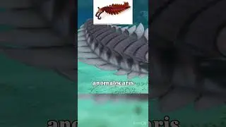 Peytoia #paleontologia #curiosidades #prehistoria #curiosidades #ciencia