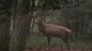 Red deer/ Roodwild in Schemer, Veluwe movie