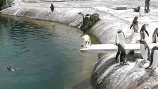 Penguin bully