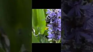 Bumblebee & Pickerelweed (Pontederia cordata) #countrydiggers #bumblebee #pickerelweed #flowers