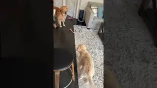 Puppy zoomies #goldenretriever #dog