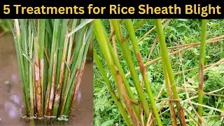 Sheath Blight in Rice - Top 5 Management Tips.