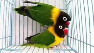 Black Masked Lovebird | Agapornis Personata