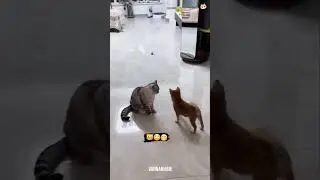 Funniest Animal Videos Ever 😂 Funny Cats & Dogs Will Make You Laugh So Hard!
