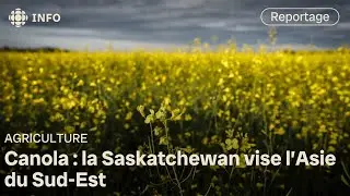 Face aux tarifs sur le canola, la Saskatchewan se tourne vers l&rsquo;Asie du Sud-Est