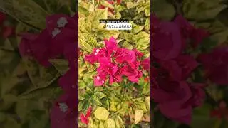 Mature Blooming Bougainvillea Thai Varieties Plant || Very Low Price || Best Plant Supplier Online