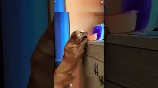 This Dog&rsquo;s Hunger Level Is OFF the Charts! #funnydog #hungary #food
