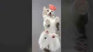 You will finish reading #Ma Dongmei cassava cat litter#kitty#Cat eating broadcast#Immersiv