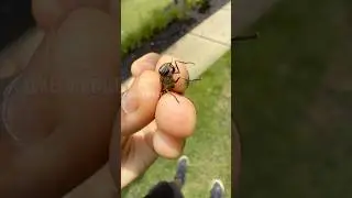 Catching a Furrowed Horse Fly!