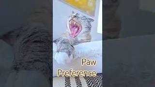 cat yawn & paw preference (cat behavior)