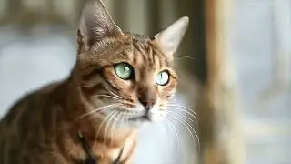 Basic cat training trending reels techniques and advice | basic cat training tips at home Part 1