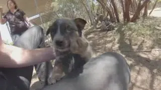 Australian Cattle Dog Puppies Blue Heeler Puppies - Picking up our Puppy - GoPro