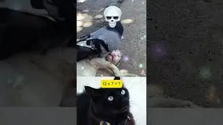 Govermant Agents on The Job#cat #memes #funny #trending
