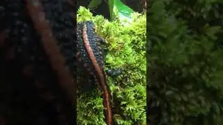 Newts Tylototriton Yangi egg laying