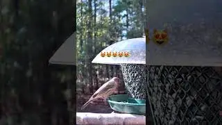 Play at the bird feeder #tvforcats #cattv #birds #subscribe