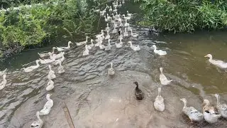 A Peaceful Day at a Duck Farm in Cambodia | Traditional Duck Farming
