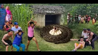 Creepy Truth: Giant Python Takes Over Abandoned House As Breeding Shelter | Clean Up Abandoned House