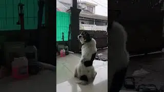 Monday Rain. Sad dog. Failed to run 💪🤣 #lucu #dogshorts #husky #funnyshorts