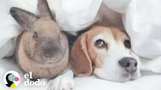Beagle y conejo son mejores amigos | El Dodo